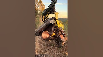 🔥Harvester 1270G: Robotic Power in the Forest #harvester #forest #johndeere #tree #lumberjack #love