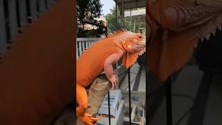 #tacke #iguana #gecko #biglizard