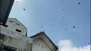 Suara panggil walet panen 57kg (sp walet)