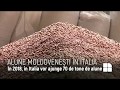 Alune moldovenesti in Italia | Молдавский фундук в Италию