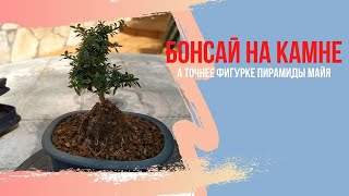 Бонсай из сериссы(Serissa Foetida) в стиле "обнимая камень"(Sekijoju) , посаженной на пирамиду Майя.