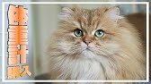 ペルシャ猫 チンチラ生後3か月子猫動画 24 はなちゃん体重測定 チンチラゴールデン Youtube