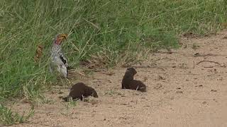 A Dwarf Mongoose Plays Dead