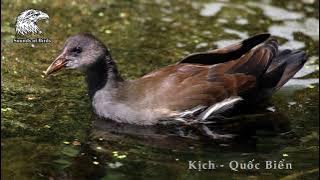 Tiếng Chim Kịch 2 - SOB || Tiếng Chim Quốc Biển Miễn Phí ||  Tiếng Chim Trích Ré Gọi Bầy