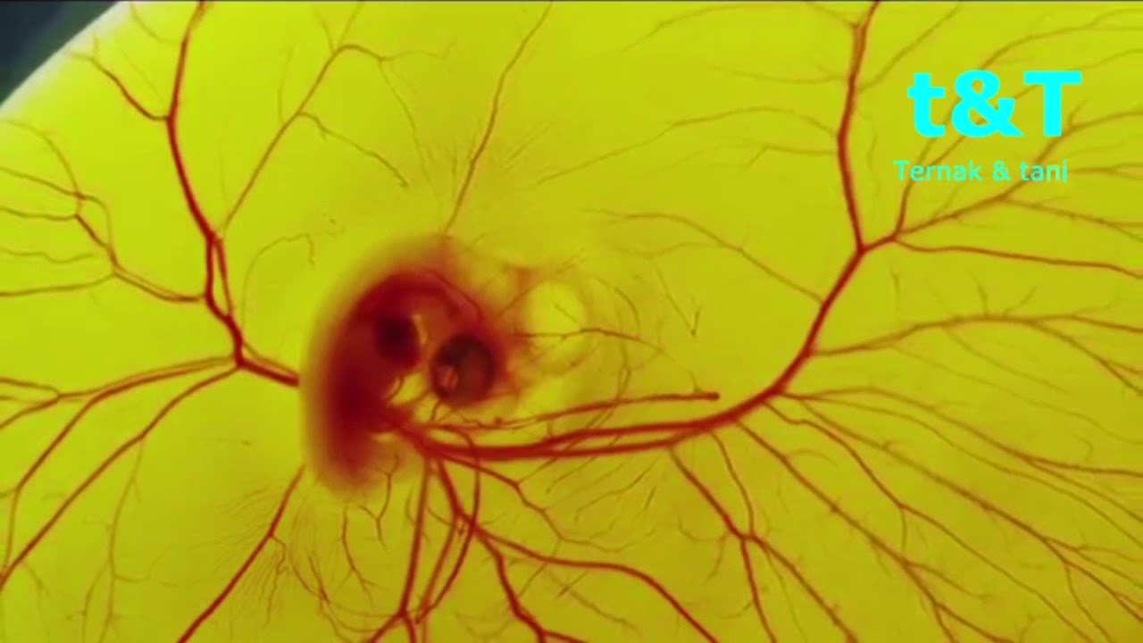 dari embrio menjadi ayam - YouTube