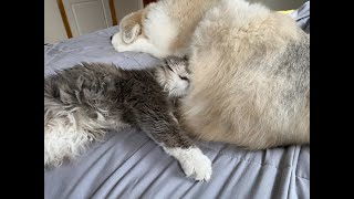 Elderly Rescue Cuddles my Giant Dog