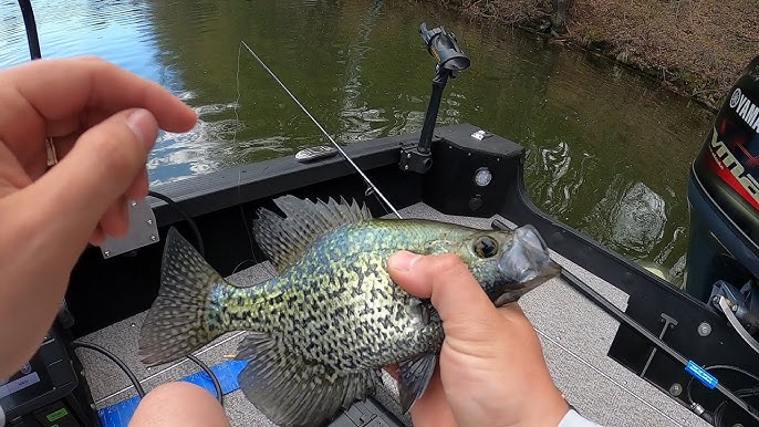 Crappie Fishing Secrets 2020: Beginner Crappie Fishing Tips