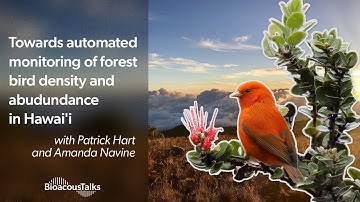 BioacousTalks: Automated monitoring of forest bird density and abundance in Hawai