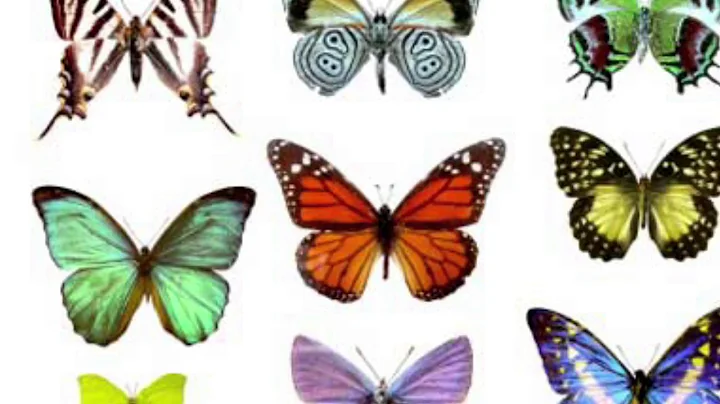 Misty Dixon - Love is Like a Butterfly