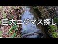 そうだ、巨大ニジマスを捕りに行こう【ガサガサ】Rainbow trout