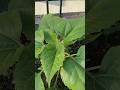 sunflower seeds #garden #terracegardenindia #gardening #plantsofindia #gardenideas #terracegarden