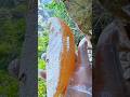 Ref:b1-DENAZnLE Honey harvesting in forest  delicious honey collection #hottrend #shorts #honey