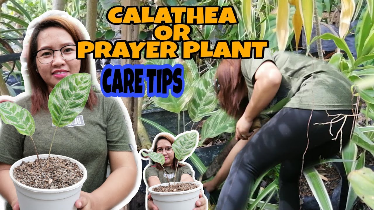 HOW TO TAKE CARE OF CALATHEA/PRAYER PLANT|RESCUING AND TAKING CARE OF CALATHEA/PRAYER PLANT