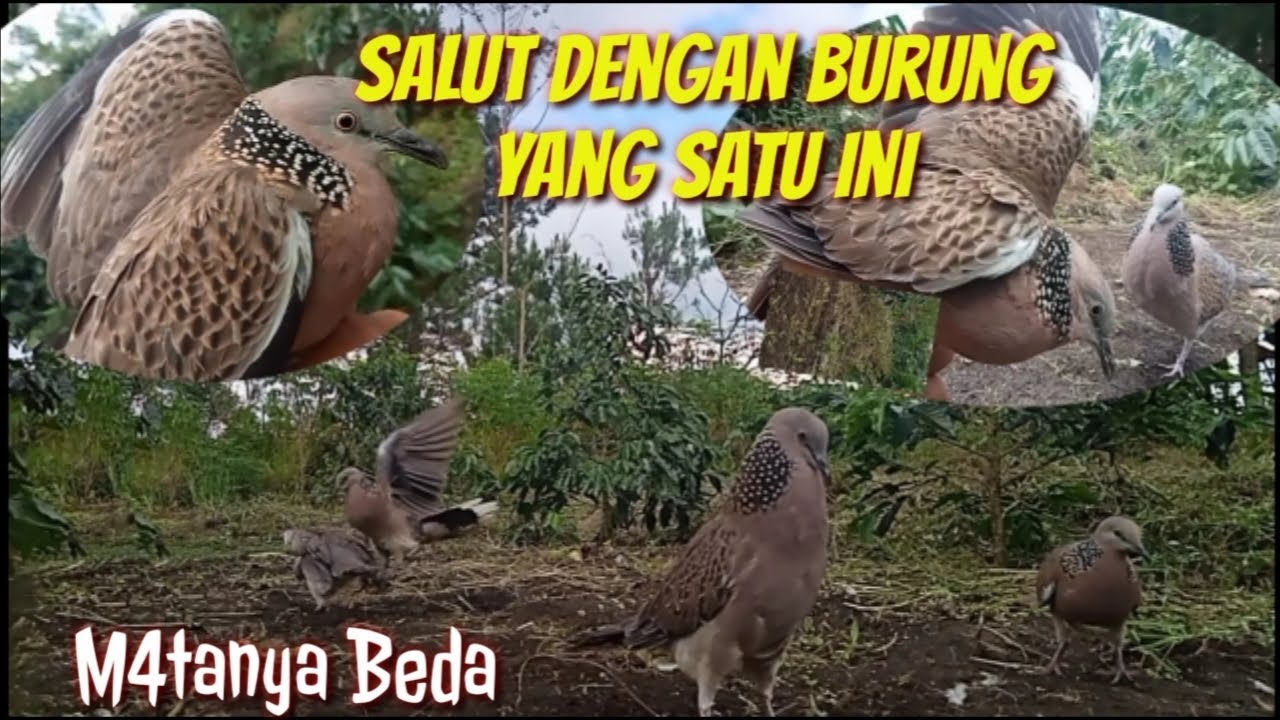 Salut Dengan Burung Yang Satu Ini,Mat4nya Agak Lain Dari Pada Yang Lain@terkukur peliharaan 
