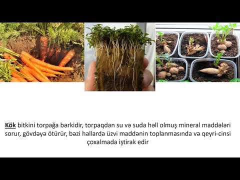 Video: Bitkilərin Torpağa Ehtiyacı Nədir?