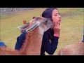 EXPLORING MACHU PICCHU!!! / PERÚ Funny LLamas