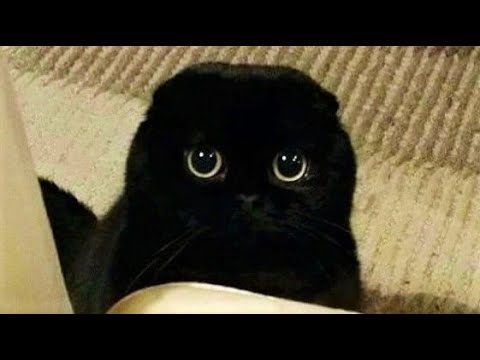 Funny animals - Funny cats / dogs - Funny animal videos 265 - YouTube