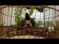 Vụ 4 Giọng Rừng Hót Đấu Siêu Căng || Luyện Giọng Chòe Than || Kacer#1