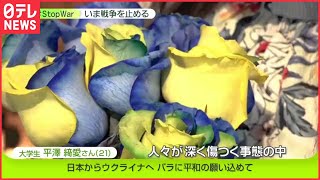 日本からウクライナへ、バラに平和の願い込めて　バラでウクライナを支援する大学生　#StopWar