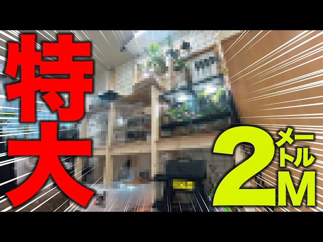 1万円あればお釣りがくる特大爬虫類ラックをDIYしたはいいものの賃貸の