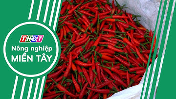 Nông dân Đồng Tháp phấn khởi khi vụ ớt trúng mùa, được giá | Nông nghiệp Miền Tây