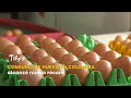 Consumo de huevo en colombia alcanzó nuevo récord - TvAgro por Juan Gonzalo Angel