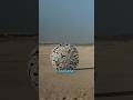 Landmine Detonator Ball Important Mission