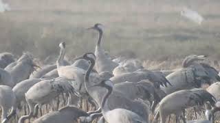 Graceful Dance: The Mesmerizing Ballet of Cranes in the Wild Near Thol Lake Sanctuary Ahmedabad.