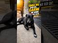 Garmi ne kar di hadd paar 😱#Simba #Garmi #FunnyDog #dogshorts #IndianSummer #Relatable #viralshorts