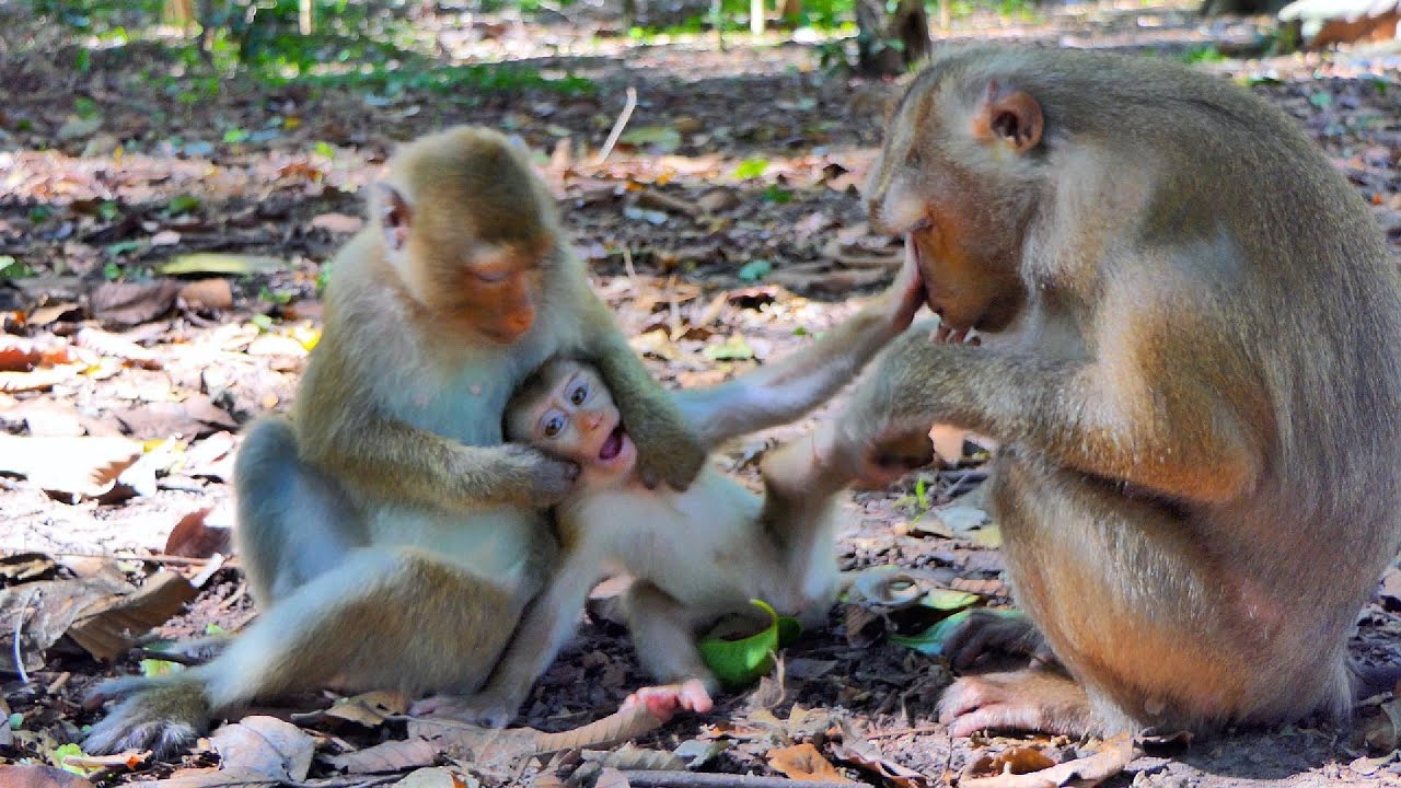 OMG...Mama Libby and monkey rainbow try to vi-ol-at-ion on baby monkey lyly