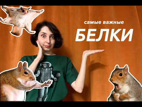 Белки, которые нужно знать!