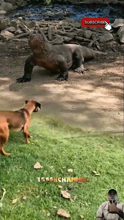 ANJING MENGGONGGONG BERHADAPAN DENGAN BIAWAK BESAR #shorts #animals #biawak #dog