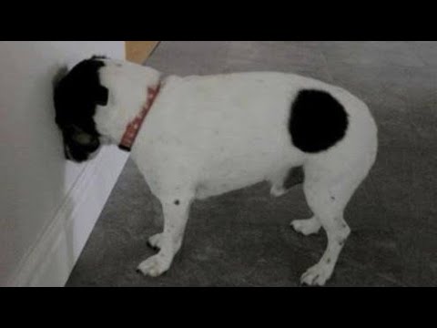 If Your Pets Are Pressing Their Heads Against The Wall, They Need To Visit The Vet