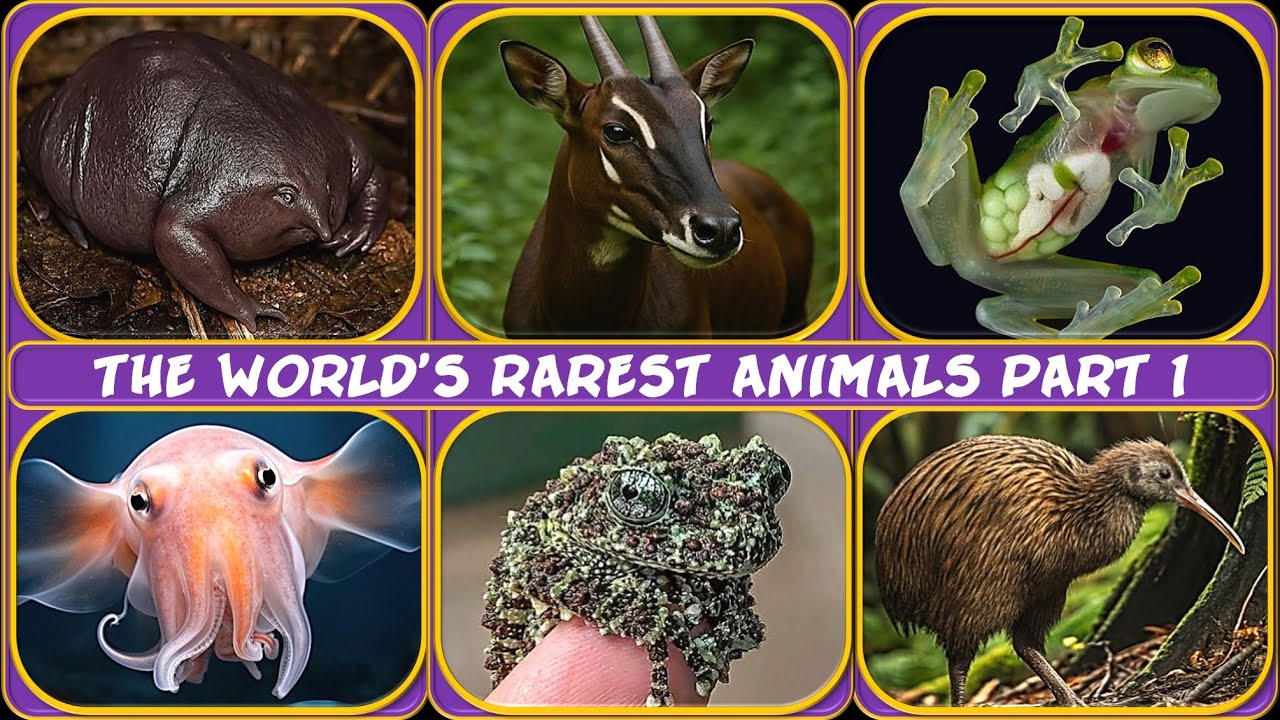 The Rarest Animals on Earth PART 1🌍🐾 - YouTube