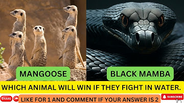 "Epic Battle: Mongoose vs. Black Mamba | Who Will Win? | Wonderland Animals"