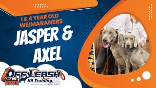 1 & 4 Year Old Weimaraner's | Best Weimaraner Dog Training | Off Leash K9 | Board & Train | Wichita