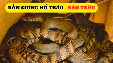 Rắn Giống Hổ Trâu,Ráo Trâu Chất Lượng Cao - Trại Giống Đông Sơn