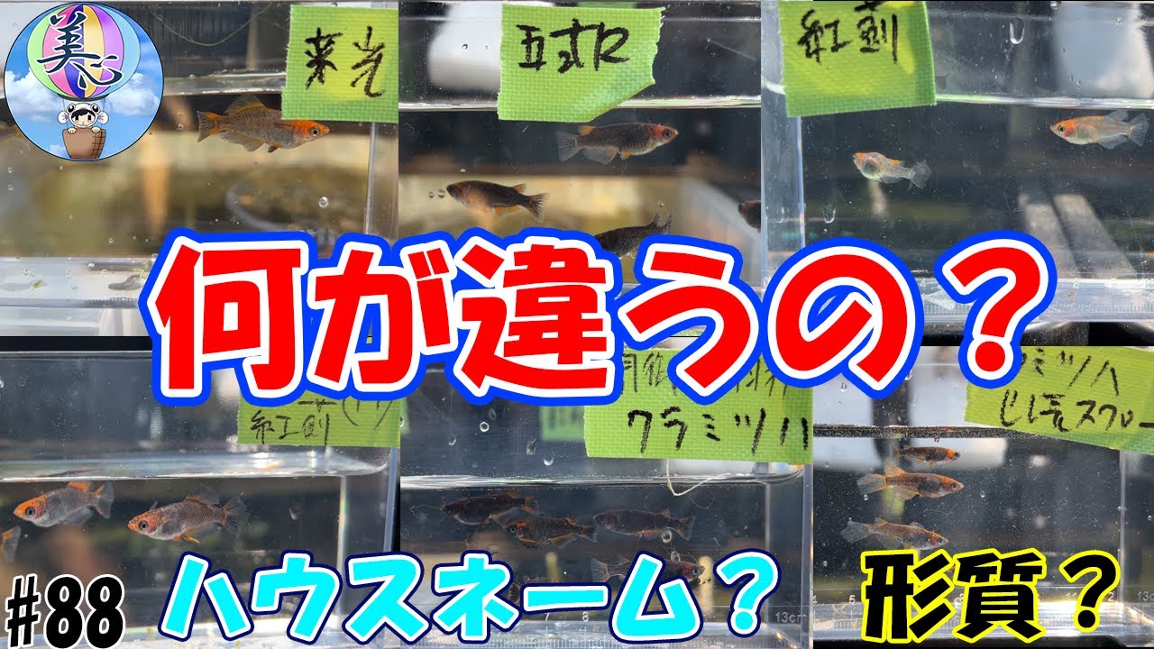 何が違うの？朱赤丹頂透明鱗ブラックリムメダカの比較！【形質？ハウスネーム？】＃８８ ～美心めだか～