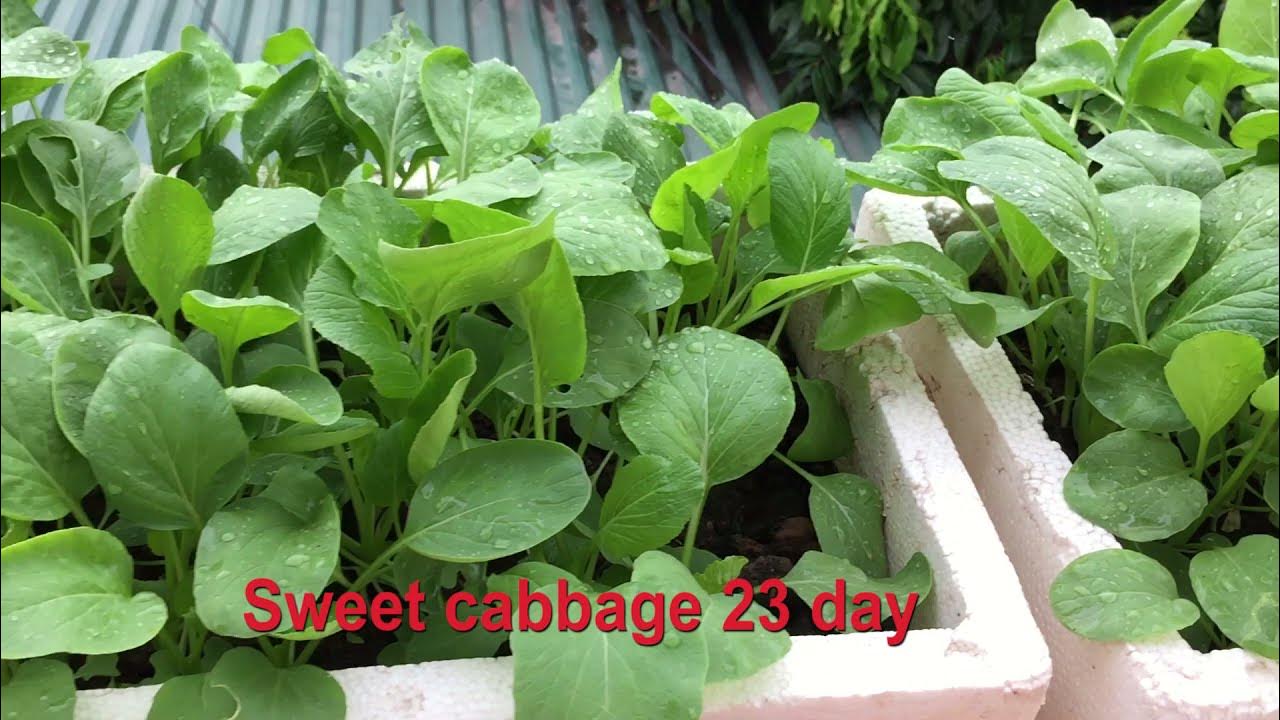 Tips for Recycling Styrofoam containers to grow vegetables comfortably