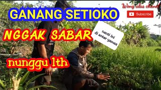 GANANG SETIOKO AMBIL BONSAI