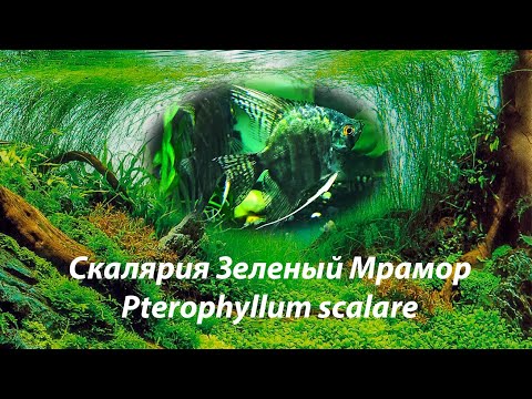 Скалярия Зеленый Мрамор / Pterophyllum scalare