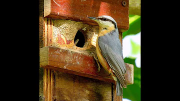 Comment accrocher un nichoir dans un arbre ?