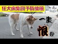 矢本隊員が行く！ペット発掘し隊　上板町狂犬病集団予防接種