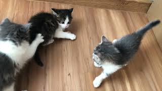 Kittens Playing - Who wins kitten match? - Everyday little cats fighting and gaming funny videos