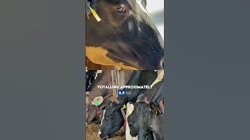 This farm produces over 6,000 liters of milk per day with 220 cows milked exclusively by robots!