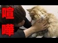 ちゃちゃと喧嘩した...どうすれば良い？