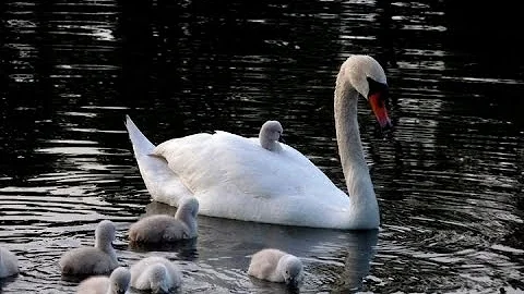Song of the Swans | Darlene Koldenhoven ft. Gayle ...