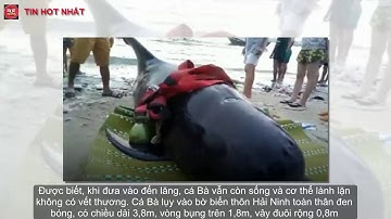 Cá voi Bà 800kg lụy vào bờ biển Quảng Ngãi