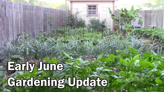 Early June Gardening Update and Tour - Lots of Peppers On and Growing