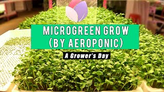 How to Grow Aeroponic Microgreens (A Grower's Day)